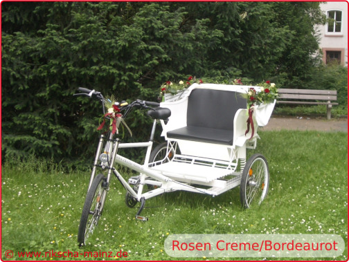 Echte Rosen creme/bordeaurot